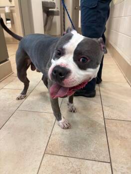 Rescue American Staffordshire Terrier Dogs for Adoption in Disputanta, Virginia - Chicken | PetCurious