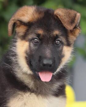 Hamilton von Heinsen -  German Shepherd Dog Dog for Adoption in Los Angeles, California - Hamilton Von Heinsen | PetCurious
