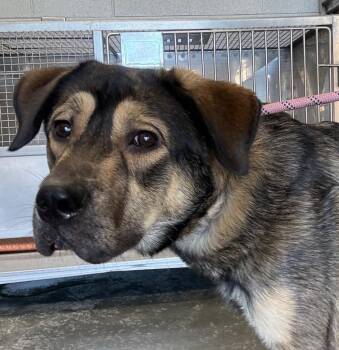 C-449-26 -  German Shepherd Dog and Mixed Breed Dog for Adoption in Henderson, North Carolina - C-449-26 | PetCurious
