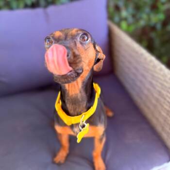 Pepper -  Miniature Pinscher and Mixed Breed Dog for Adoption in San Diego, California - Pepper | PetCurious