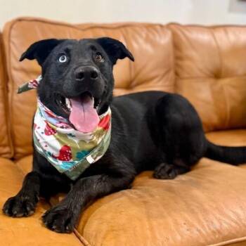 Black Labrador Retriever and Husky Dogs Available for Adoption in Friendswood, Texas - Blue Moon Best Boy | PetCurious