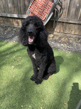 Poodle Dogs Available for Adoption - Levi | PetCurious