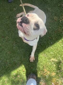 Pit Bull Terrier Dogs Available for Adoption in Phoenix, Oregon - Buttons | PetCurious