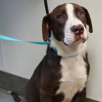 Zeke -  Rough Collie and Labrador Retriever Dog for Adoption in Allentown, Pennsylvania - Zeke | PetCurious