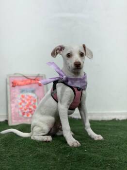 Majesty-One of our Amazing Rescue Dogs -  Chihuahua and Whippet Dog for Adoption in Carlsbad, California - Majesty-One Of Our Amazing Rescue Dogs | PetCurious