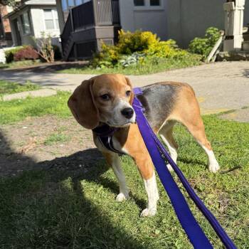 Priscilla -  Beagle Dog for Adoption in Chicago, Illinois - Priscilla | PetCurious