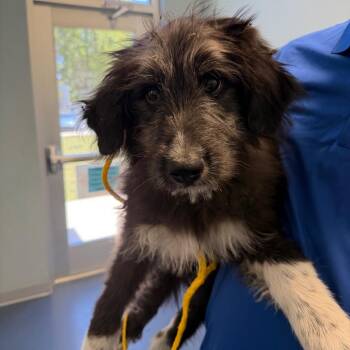 Poodle and Mixed Breed Dogs Available for Adoption in Greensboro, North Carolina - Trout | PetCurious