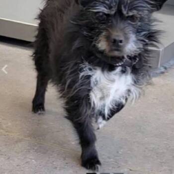 Chihuahua and Terrier Dogs Available for Adoption in Loves Park, Illinois - Trandosha | PetCurious