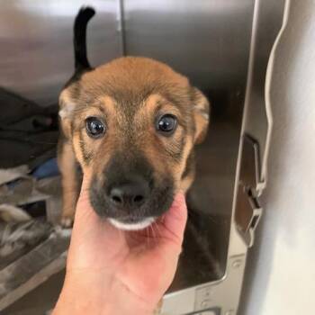 Emma -  Shepherd and Terrier Dog for Adoption in Boerne, Texas - Emma | PetCurious