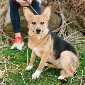 Corgi Dogs Available for Adoption - Luna Marie | PetCurious