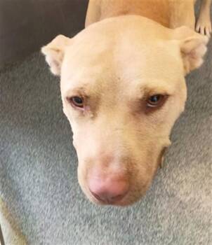 SPECIAL K -  Mixed Breed Dog for Adoption in Dallas, Texas - SPECIAL K | PetCurious