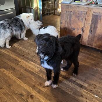 Rescue Giant Schnauzer Dogs for Adoption in Watertown, Connecticut - Milo | PetCurious