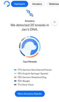 German Shorthaired Pointer and English Springer Spaniel Dogs Available for Adoption - Walnut | PetCurious