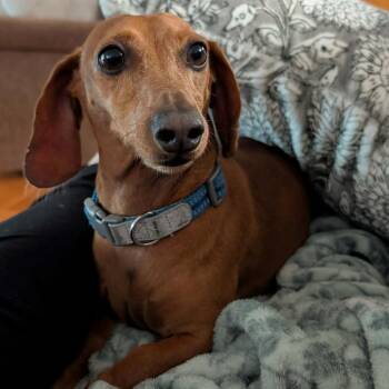 Dachshund Dogs Available for Adoption in West Plains, Missouri - Gunner | PetCurious