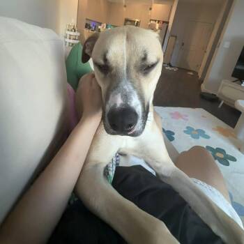 Rescue Black Mouth Cur and American Staffordshire Terrier Dogs for Adoption in Blacksburg, Virginia - Bear (foster Or Adopter) | PetCurious