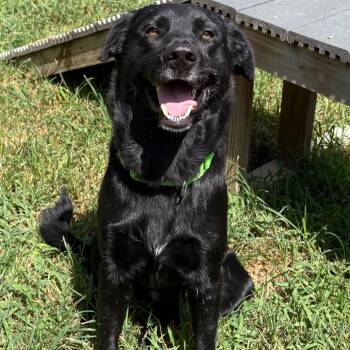 Licorice -  Black Labrador Retriever Dog for Adoption in Klein, Texas - Licorice | PetCurious