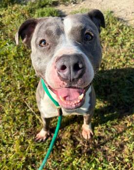 Angel Food Cake -  Pit Bull Terrier Dog for Adoption in Chicago, Illinois - Angel Food Cake | PetCurious