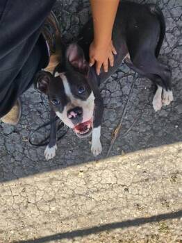 ROGER -  Boston Terrier and Mixed Breed Dog for Adoption in Corpus Christi, Texas - ROGER | PetCurious
