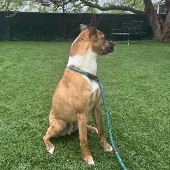 Sir Willow -  Mixed Breed Dog for Adoption in Saint Charles, Missouri - Sir Willow | PetCurious
