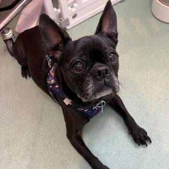 Pugsley 14603 -  Pug Dog for Adoption in San Francisco, California - Pugsley 14603 | PetCurious