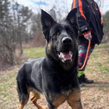 German Shepherd Dog Dogs Available for Adoption in York, Pennsylvania - Tacos At Midnight | PetCurious