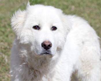 Great Pyrenees Dogs Available for Adoption in Winnipeg, Manitoba - Cloud | PetCurious