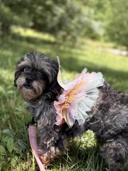 Eloise -  Shih Tzu Dog for Adoption in Gradyville, Kentucky - Eloise | PetCurious