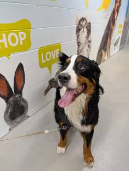 Simba -  Bernese Mountain Dog Dog for Adoption in Bolton, Ontario - Simba | PetCurious