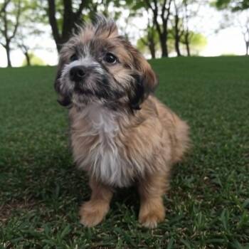 Chewbacca -  Shih Tzu Dog Available for Adoption in Antioch, California - Chewbacca | PetCurious