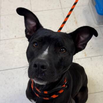 Pit Bull Terrier Dogs Available for Adoption in Jacksonville, Arkansas - Julie | PetCurious