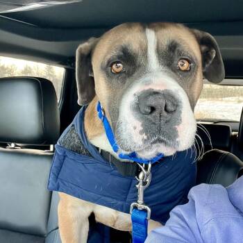 Mia *Available Soon* -  Boxer and Mixed Breed Dog for Adoption in Dover, New Hampshire - Mia *Available Soon* | PetCurious