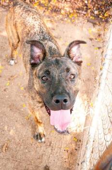 Solofa -  Mixed Breed Dog for Adoption in Cincinnati, Ohio - Solofa | PetCurious