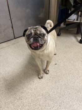 PUGBUG -  Pug Dog for Adoption in Riverside, California - PUGBUG | PetCurious