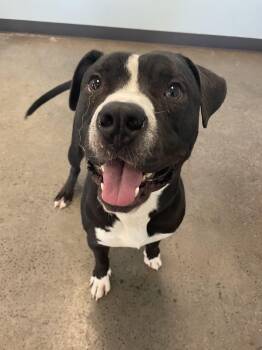 Dell -  Mixed Breed Dog for Adoption in Mishawaka, Indiana - Dell | PetCurious