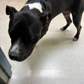 Pookie -  Mixed Breed Dog for Adoption in Philadelphia, Pennsylvania - Pookie | PetCurious