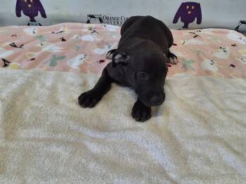 KOHL -  Great Dane and Black And Tan Coonhound Dog for Adoption in Orlando, Florida - KOHL | PetCurious