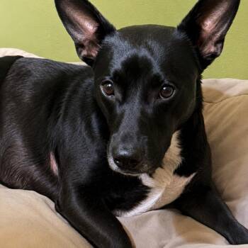 Yoda -  Basset Hound and Chihuahua Dog Available for Adoption in Valdosta, Georgia - Yoda | PetCurious