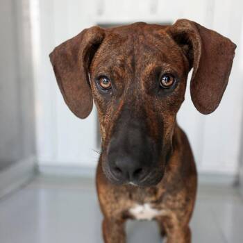 Sunny -  Hound and Mixed Breed Dog for Adoption in Bradenton, Florida - Sunny | PetCurious