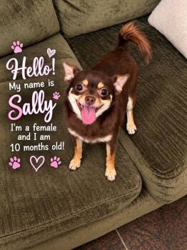 Sally -  Pomeranian and Chihuahua Dog for Adoption in Cedarburg, Wisconsin - Sally | PetCurious