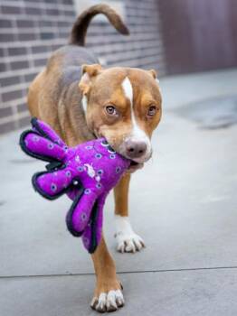 Esteban -  Mixed Breed Dog for Adoption in Chamblee, Georgia - Esteban | PetCurious