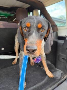 Trigger -  Bluetick Coonhound Dog for Adoption in Greensburg, Indiana - Trigger | PetCurious