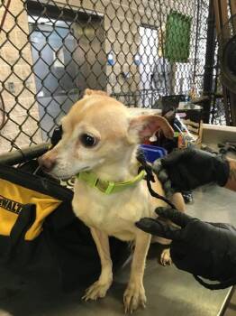 TINKERBELL -  Chihuahua Dog for Adoption in Dallas, Texas - TINKERBELL | PetCurious