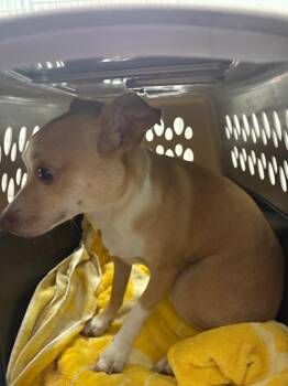 Precious -  Rat Terrier Dog for Adoption in Mocksville, North Carolina - Precious | PetCurious