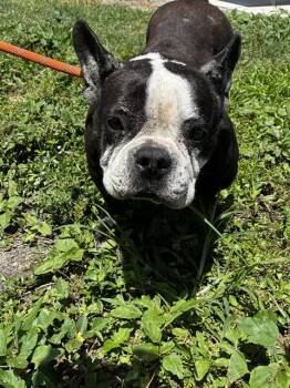 French Bulldog and Mixed Breed Dogs Available for Adoption in Fort Lauderdale, Florida - POSIE | PetCurious