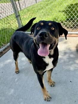 Rottweiler and Mixed Breed Dogs Available for Adoption in Olathe, Kansas - MUFFY | PetCurious