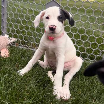Ginny D70363 -  Labrador Retriever and Mixed Breed Dog for Adoption in Minnetonka, Minnesota - Ginny D70363 | PetCurious