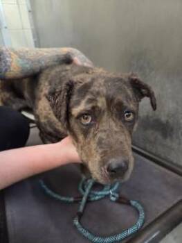 Catahoula Leopard Dog and Mixed Breed Dogs Available for Adoption in Edgewood, New Mexico - May | PetCurious