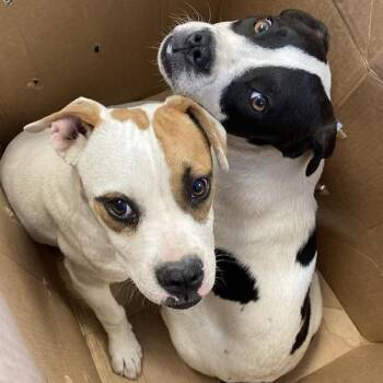 American Bulldog Dogs Available for Adoption - Marigold | PetCurious