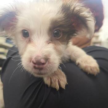 Mixed Breed Dogs Available for Adoption in Oceanside, New York - Chance | PetCurious
