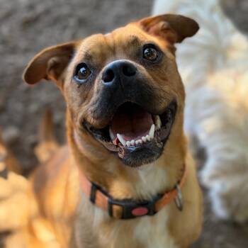 Tater -  Pug and American Staffordshire Terrier Dog for Adoption in St. Augustine, Florida - Tater | PetCurious